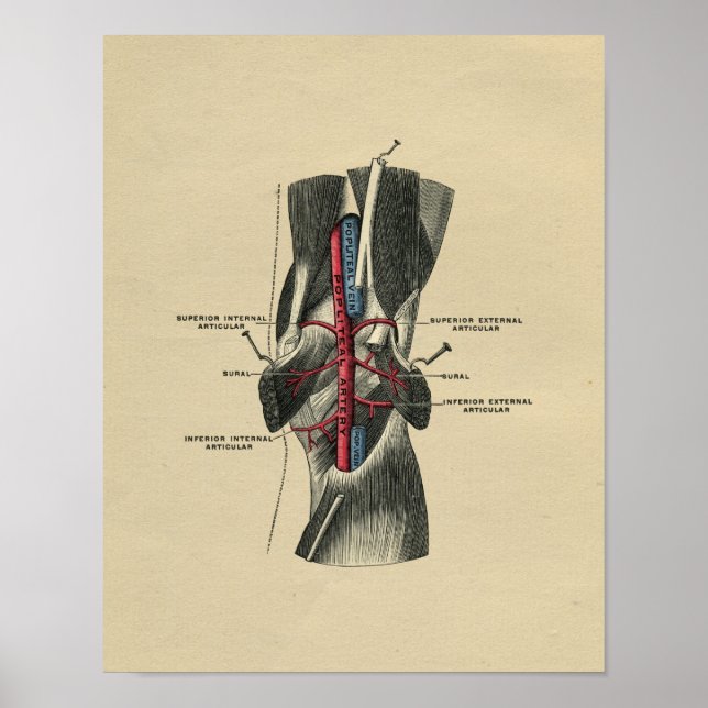 Anatomía de rodilla humana 1902 Impresión vintage
