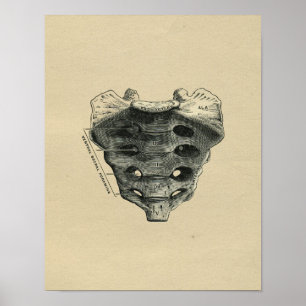 Anatomía de Sacro Humano 1902 Impresión de cosecha