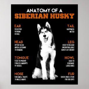 Anatomía de un arte gracioso de perros Husky siber