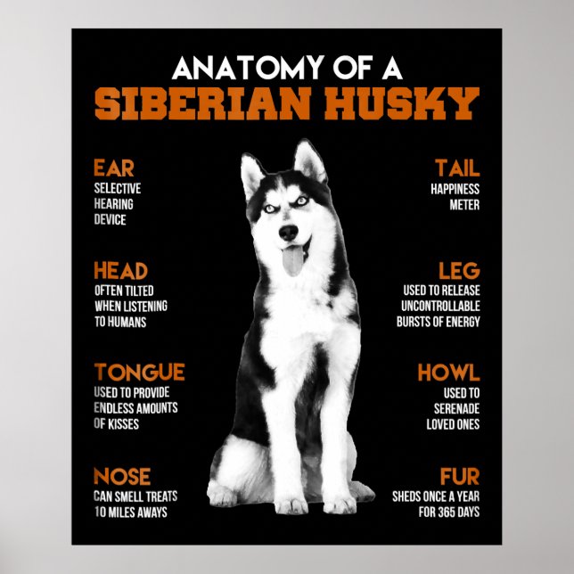 Anatomía de un arte gracioso de perros Husky siber (Frente)