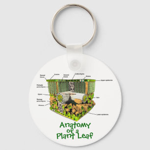 Anatomía de un llavero de la hoja de la planta