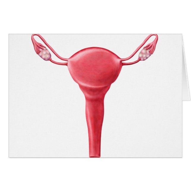 Anatomía De Utero Femenino 2 (Anverso (Horizontal))