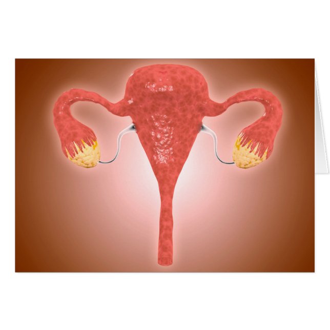 Anatomía De Utero Femenino Con Ovario (Anverso (Horizontal))