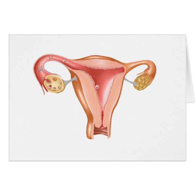 Anatomía De Uterus Femenino 1 (Anverso (Horizontal))