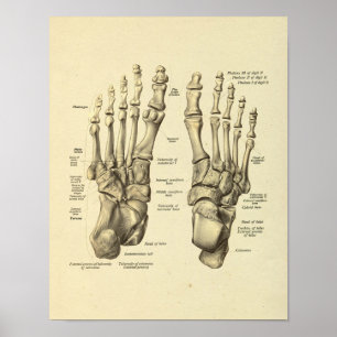Anatomía del ángulo del pie Impresión de huesos de