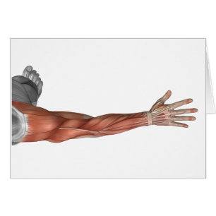 Anatomía del brazo humano, visión posterior del