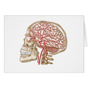 Anatomía Del Calavero Humano, El Ojo Y Las Arteria