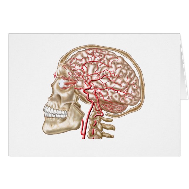 Anatomía Del Calavero Humano, El Ojo Y Las Arteria (Anverso (Horizontal))