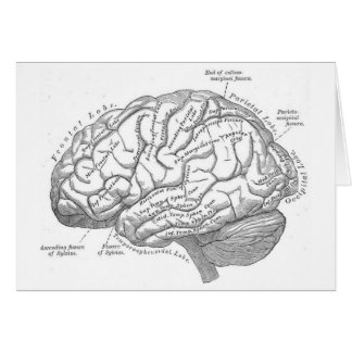 Anatomía del cerebro del vintage