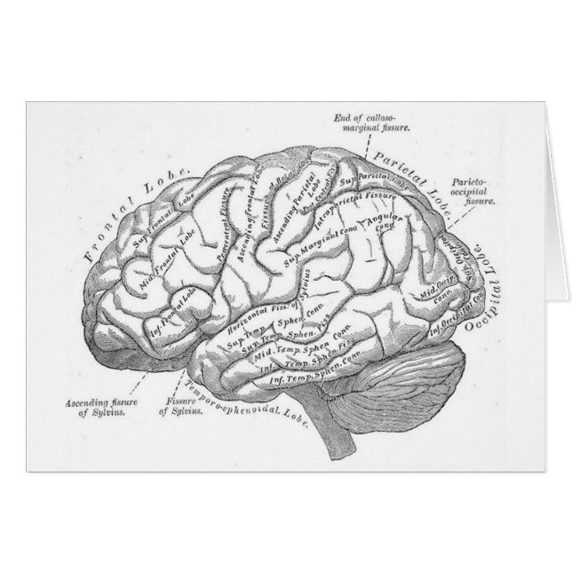 Anatomía del cerebro del vintage (Anverso (Horizontal))