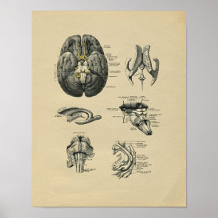 Anatomía del cerebro humano 1902 Impresión vintage