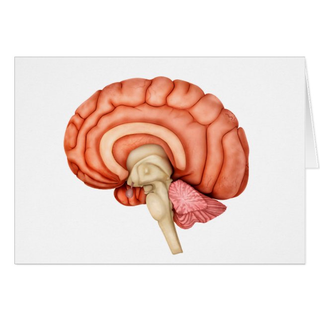 Anatomía Del Cerebro Humano, Vista Lateral 1 (Anverso (Horizontal))