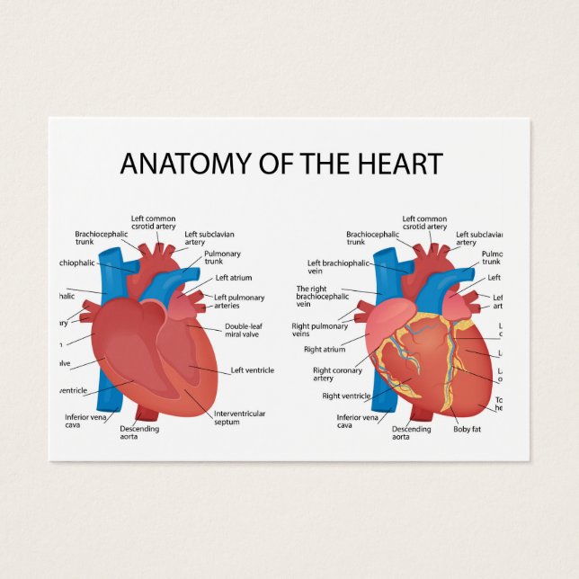 Anatomía del corazón (Frente)