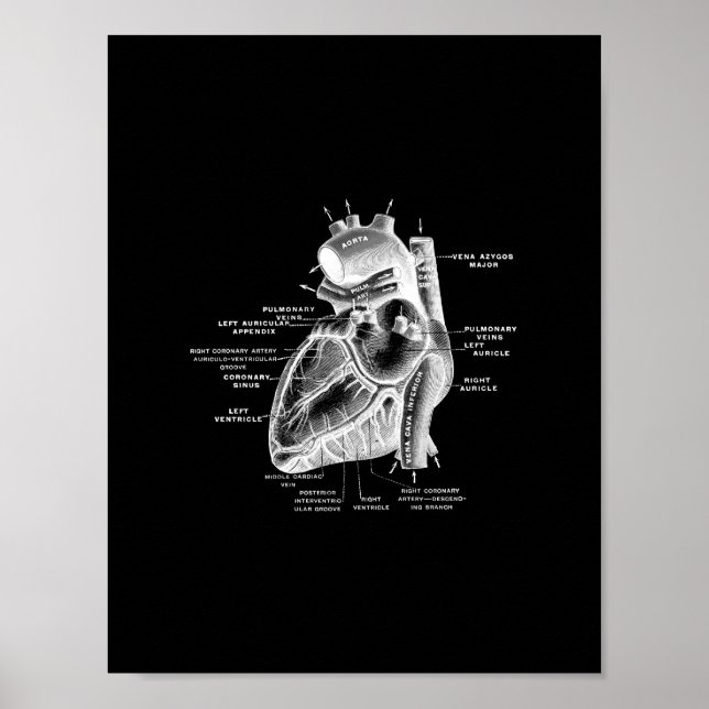 Anatomía del corazón humano en la impresión en bla (Frente)