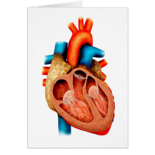 Anatomía del corazón humano, seccionada