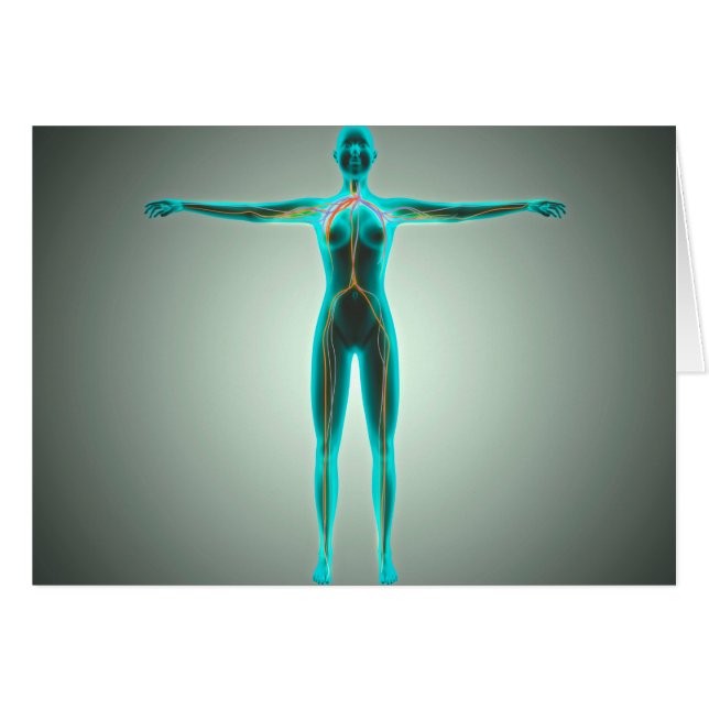 Anatomía Del Cuerpo Femenino Con Arterias Y Venas (Anverso (Horizontal))