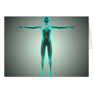 Anatomía del cuerpo femenino con las arterias y