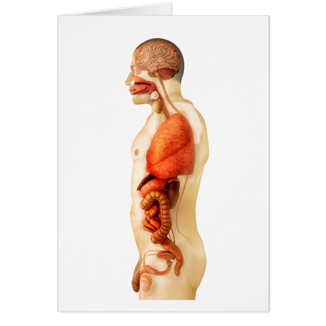 Anatomía Del Cuerpo Humano Mostrando Órganos Enter (Frente)