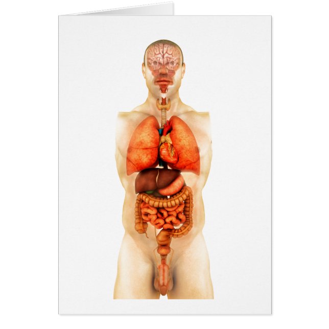 Anatomía Del Cuerpo Humano Que Muestra Órganos Ent (Frente)