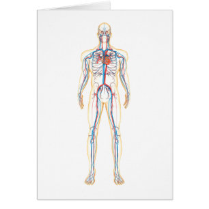 Anatomía del cuerpo humano y del sistema