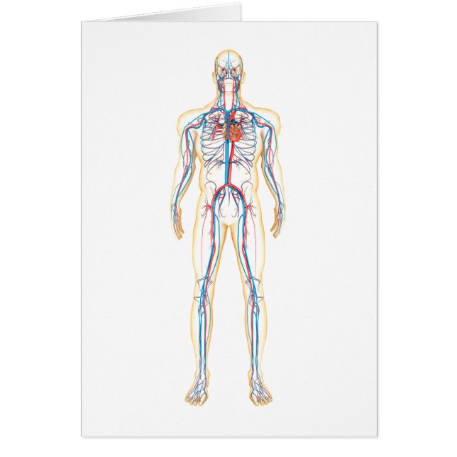 Anatomía Del Cuerpo Humano Y Sistema Circulatorio (Frente)