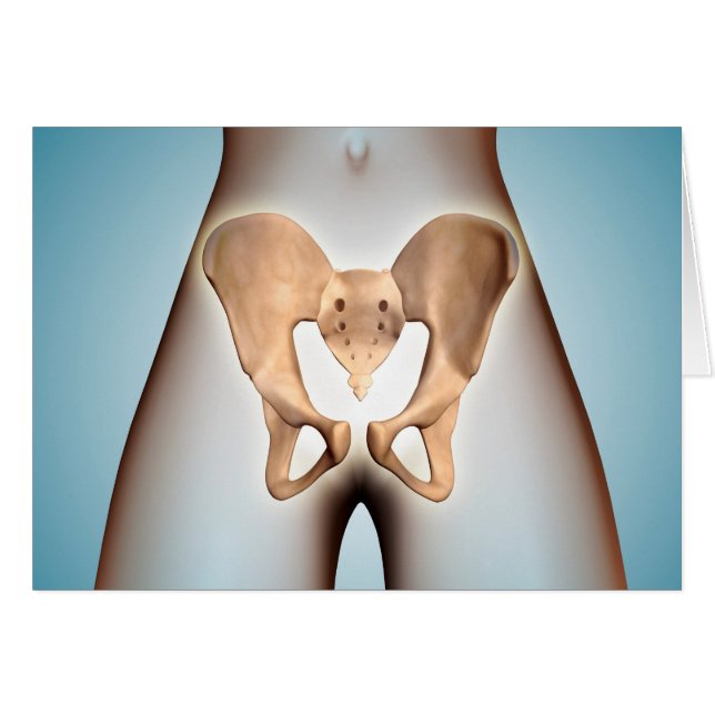 Anatomía Del Hueso Pélvico En El Cuerpo Femenino (Anverso (Horizontal))