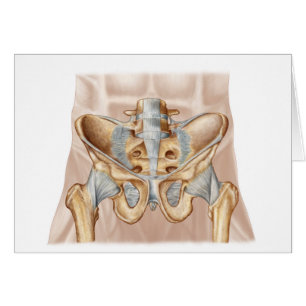 Anatomía del hueso y de ligamentos pélvicos