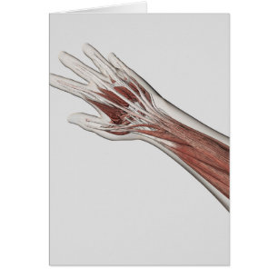 Anatomía del músculo del brazo y de la mano