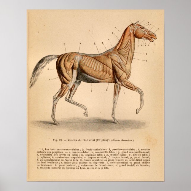 Anatomía del músculo del caballo Impresión de cose (Frente)