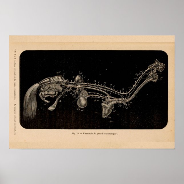 Anatomía del nervio de caballo Impresión de cosech (Frente)