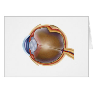 Anatomía del ojo humano