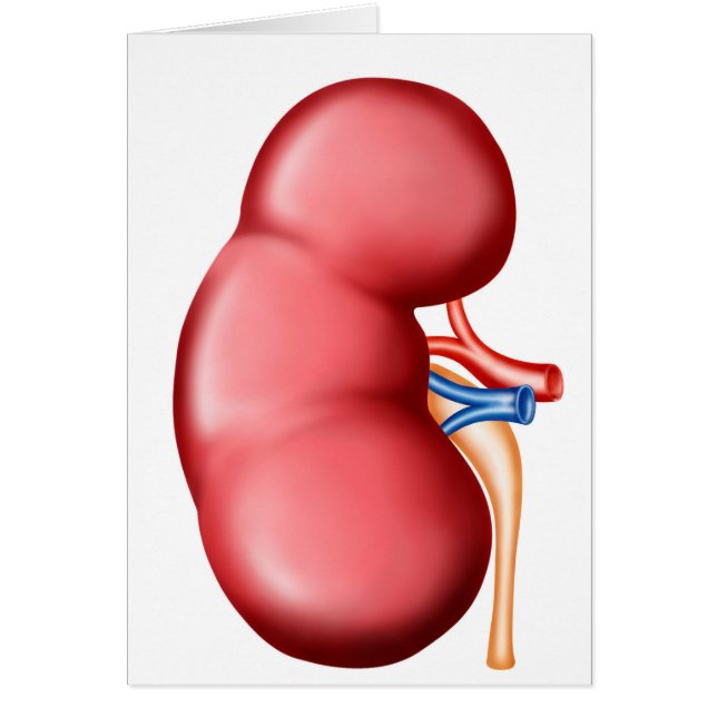 Anatomía Del Riñón Humano (Frente)