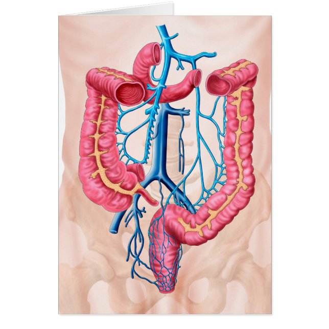 Anatomía Del Sistema De Vena Abdominal Humana (Frente)
