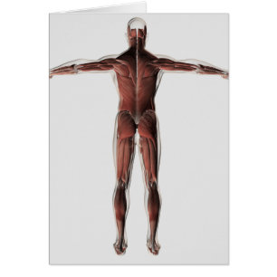 Anatomía del sistema muscular masculino, visión