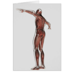 Anatomía del sistema muscular masculino, visión