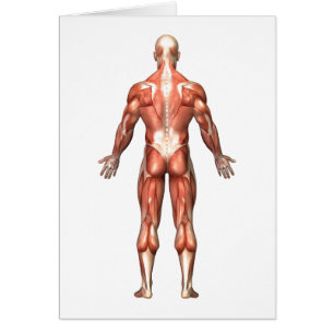 Anatomía del sistema muscular masculino, visión