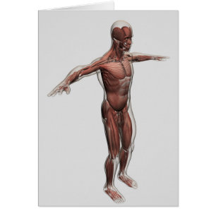 Anatomía del sistema muscular masculino, vista