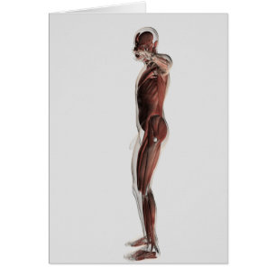 Anatomía del sistema muscular masculino, vista
