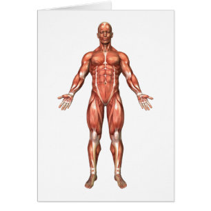Anatomía del sistema muscular masculino, vista
