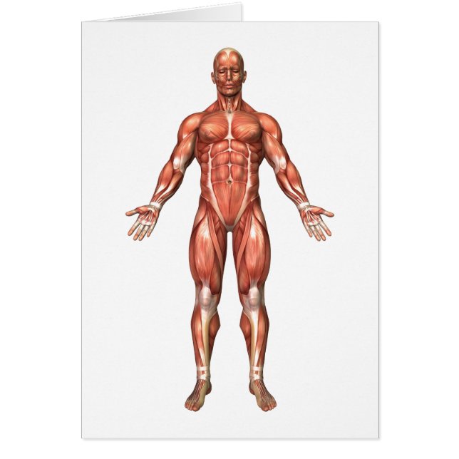 Anatomía Del Sistema Muscular Masculino, Vista fro (Frente)