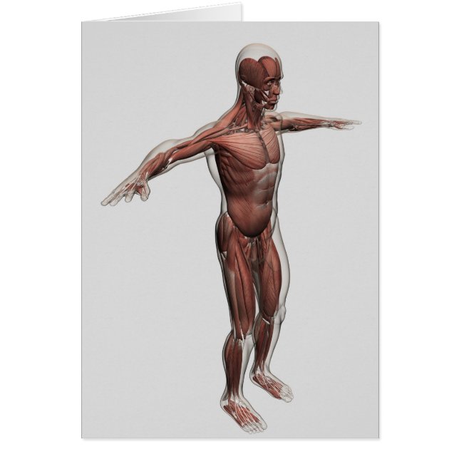 Anatomía Del Sistema Muscular Masculino, Vista lat (Frente)