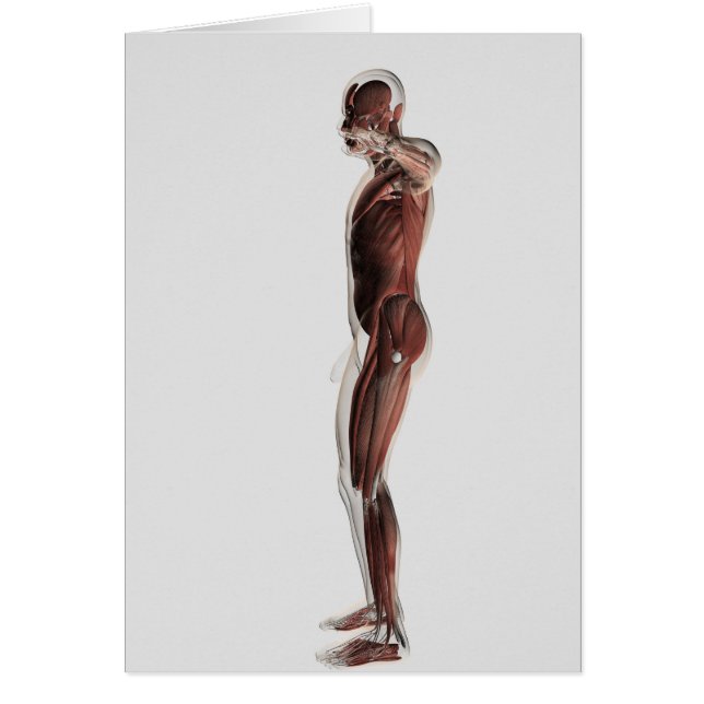 Anatomía Del Sistema Muscular Masculino, Vista Lat (Frente)