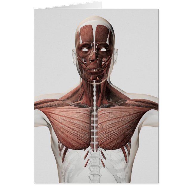 Anatomía Del Sistema Muscular Masculino, Vista lat (Frente)