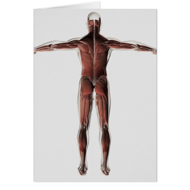 Anatomía Del Sistema Muscular Masculino, Vista Pos (Frente)