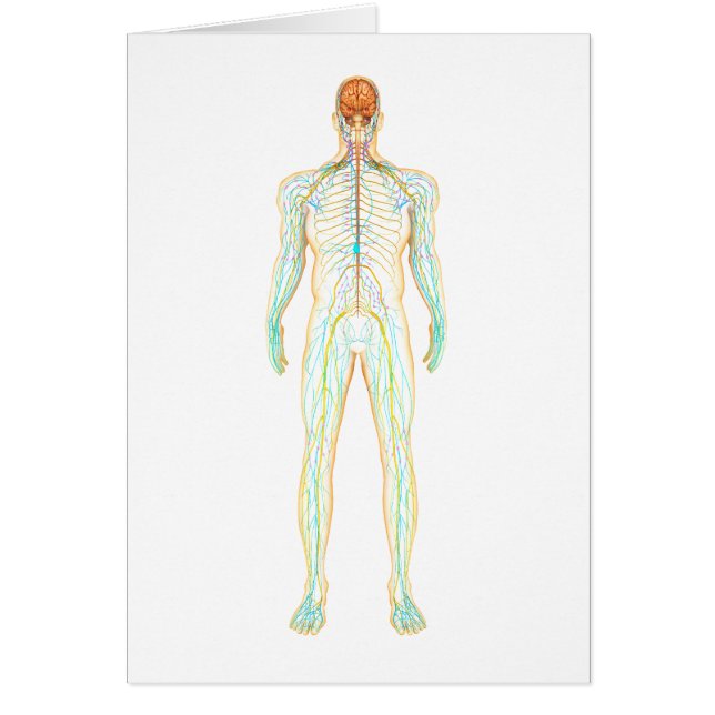 Anatomía Del Sistema Nervioso Y Linfático Humano (Frente)
