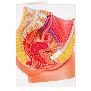 Anatomía Del Sistema Reproductivo Femenino 1