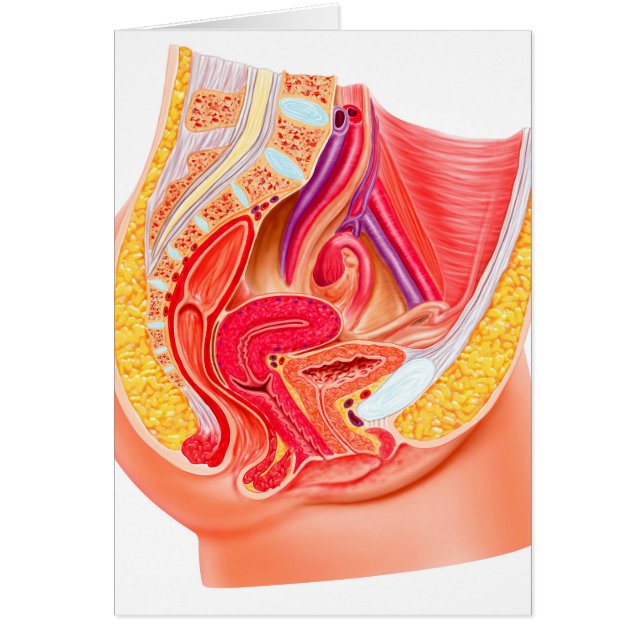Anatomía Del Sistema Reproductivo Femenino 1 (Frente)