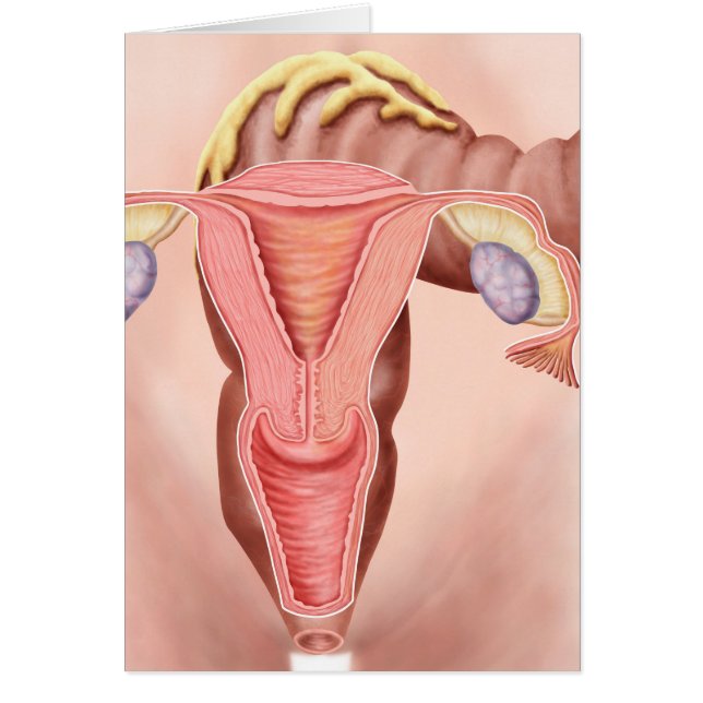 Anatomía Del Sistema Reproductivo Femenino 2 (Frente)