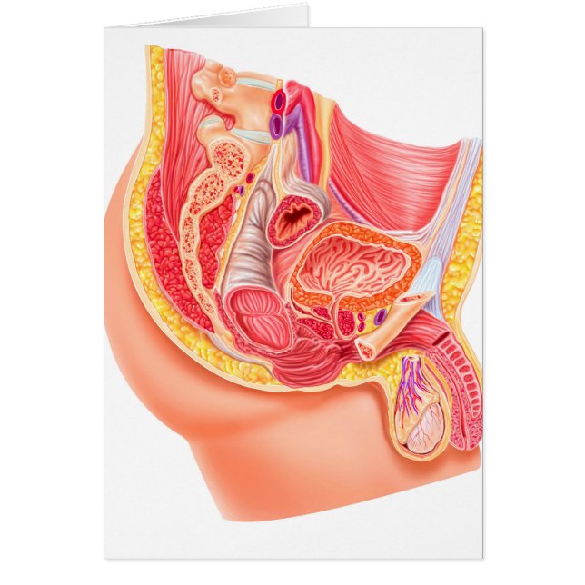 Anatomía Del Sistema Reproductivo Masculino (Frente)