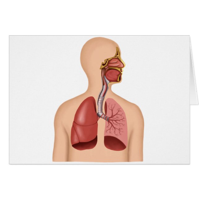 Anatomía Del Sistema Respiratorio Humano (Anverso (Horizontal))